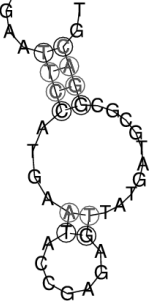 RNA Sekundärstruktur Beispiel für eine Sekundärstruktur