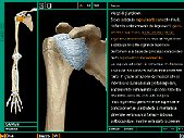 Screenshot eines Lernprogramms mit einem Bild des Schulter-Skeletts